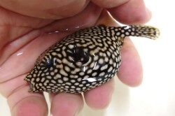 SOLDOUT　再入荷　ケショウフグ幼魚　大き目【東南アジア】　※10～14センチ程度　※1/9入荷