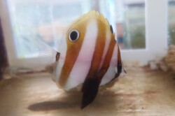 売約済　キスジゲンロクダイ幼魚　【インドネシア産】　※5センチ程度　※2/16入荷　