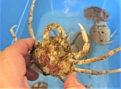 SOLDOUT　※珍　コシマガニ　【伊豆産漁網個体】　※甲幅5～8センチ程度　※7/29入荷
