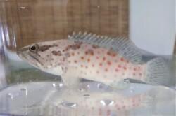 SOLDOUT　※レア　キテンハタ　【海外仕入れ個体】※10センチ程度　3/31入荷　