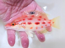 SOLDOUT　※レア　キツネダイ幼魚　【仕入れ個体】　※14センチ程度　　3/14入荷