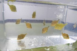 カワハギ　スーパーベビー　8匹セット　【日本海ハンドコート】　※1～2センチ程度　※8/2採取