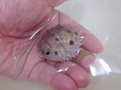 SOLDOUT　※レア　ロングスパインドポーキュパインフイッシュ幼魚　【オーストラリア産】※5センチ程度　※11月20日入荷　