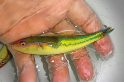 マルチカラーラス【インドネシア産】　※10センチ程度　※3/31入荷　※粒餌OK　S梱包