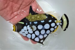 SOLDOUT　モンガラカワハギ中成魚　【屋久島ハンドコート】  ※12～15センチ程度　※12/29採取　※ガラス水槽での飼育を推奨