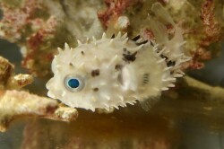 SOLDOUT　メイタイシガキフグ幼魚【仕入れ個体】　※10センチ程度　※7/31入荷