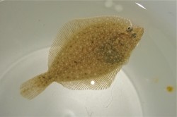 メイタカレイ？ベビー　　【日本海ハンドコート】　8センチ程度　※6/1入荷