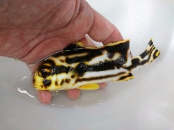 ムスジコショウダイ中成魚　【当店国内ハンドコート】　※18センチ程度　※8/23入荷　※粒餌など人工飼料OK