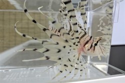 SOLDOUT複数在庫　ミノカサゴ若魚　【日本海産ハンドコート】15センチ程度　※透明感の有る体色です　※10月採取　