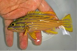ミナミハタ幼魚　【仕入れ個体】　※15センチ程度　※12/27入荷　※売約済