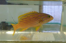 SOLDOUT　ミナミハタ幼魚　【仕入れ個体】　※12センチ程度　※4/25入荷　※各種人工飼料OK