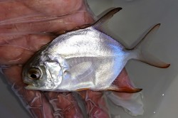 マルコバン幼魚【近海仕入れ個体】　※13センチ程度　※10/27入荷　※粒餌OK