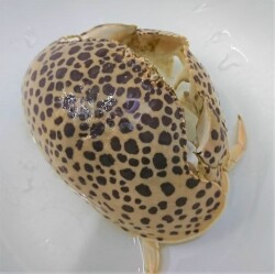 SOLDOUT　極美マルソデカラッパ　大　【鹿児島漁網個体】　※ソフトボール大程度　※魚肉、アサリ、むきエビ、底に沈む餌なら何でも食べます