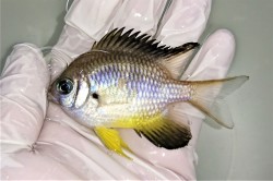 ※珍　ナミスズメダイ　【沖縄仕入れ個体】　10センチ程度　7/28入荷　