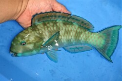 SOLDOUT　ナンヨウブダイ　オス若魚　【沖縄産仕入れ個体】　※28センチ程度　　※9/17入荷