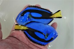 SOLDOUT　ナンヨウハギ　Mサイズ　【バリ産仕入れ個体】※9センチ程度　2/26入荷