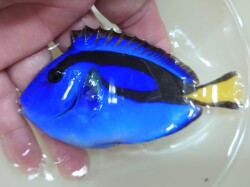 SOLDOUT　ナンヨウハギ　Mサイズ　【バリ産仕入れ個体】※10センチ程度　10/18入荷