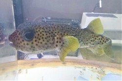 ネズミフグ超特大 薩南諸島ハンドコート 35 40センチ程度 1 10採取 殻付きアサリ 生エビok