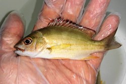 SOLDOUT　オキフエダイ幼魚　【薩南諸島ハンドコート】　※5～8センチ程度　※12/3入荷