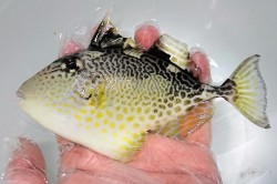 ※SALE　オキハギ(本物)【仕入れ個体】　15センチ程度　※8/25入荷　