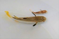 オニボラ　ベビー【仕入れ個体】　※2～5センチ程度　※10/27入荷　※粒餌OK