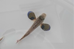 ※レアサイズ　オニカナガシラベビー　【日本海ハンドコート】　4～5センチ程度　※6/1入荷
