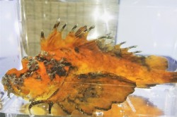 SOLDOUT　オニオコゼ（虎柄赤茶色）　【瀬戸内海仕入れ個体】　※20センチ程度　※4/4出品　水槽飼育で1ヶ月調整済　手から魚の切り身など食べています
