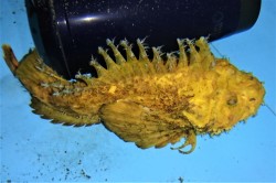 オニオコゼ（イエロー）　【瀬戸内海仕入れ個体】　※25センチ程度　※4/4出品　水槽飼育で1ヶ月調整済