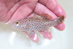 SOLDOUT※レア　オオアオノメアラ幼魚　【仕入れ個体】　※9センチ程度　※3/8入荷　