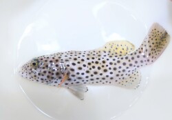 SOLDOUT※レア　オオアオノメアラ幼魚　【セブ産仕入れ個体】　※15センチ程度　※8/23入荷　