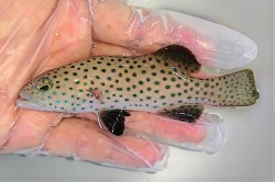 ※レア　オオアオノメアラ幼魚　【沖縄産仕入れ個体】　※15センチ程度　※7/28入荷　