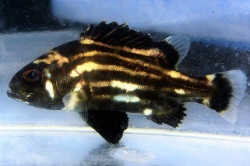 ※激レア　オオクチイシナギ幼魚【近海産仕入れ個体】※7センチ程度※7/13入荷