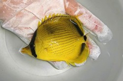 レモンチョウチョウオ　【バリ産】　※10センチ程度　※4/14入荷