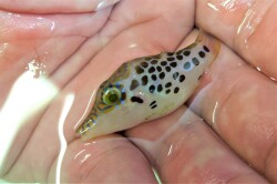 SOLDOUT●SALE レオパードシャープノーズパファー幼魚【スリランカ産】※5センチ程度　※11/21入荷