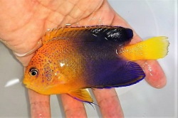 レンテンヤッコ【近海ハンドコート】※11センチ　※10/31入荷　※人工飼料OK（何でも良く食べます）　※トリートメント中11/初旬販売開始