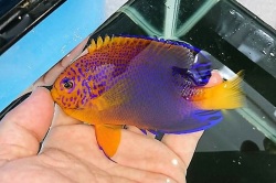 レンテンヤッコ【近海ハンドコート】オス※12センチ　※11/7入荷　※受注採取、参考出品