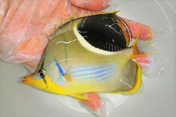 セグロチョウチョウオ　【仕入れ個体】　※14センチ程度　※4/20入荷