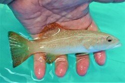 SOLDOUT　スジアラ幼魚【海外仕入れ個体】　※15センチ程度　※10/22入荷