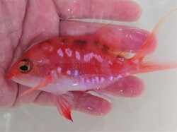 SOLDOUT　サクラダイ（オス）【伊豆産仕入れ個体】※10～15センチ程度  4/5入荷　