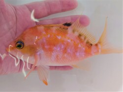 SOLDOUT　激レア　サクラダイSP（メス）　【水深150Ｍ 近海仕入れ個体】　飼育水温18℃　※10～17センチ程度  1/27入荷　