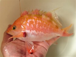 SOLDOUT　激レア　サクラダイSP（オス）特大　【水深150Ｍ 近海仕入れ個体】　飼育水温18℃　※21センチ程度  1/27入荷　