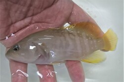 SOLDOUT　※色変わり中　サミダレハタSP（正確な種同定が出来ません）　【バリ産】　※12センチ程度　※4/24入荷