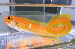 【再入荷】※レア　スミツキアカタチ　【近海深場仕入れ個体】　18℃　※全長25センチ、太さは小指程度　※2/16入荷