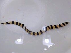 SOLDOUT激レア　シマウツボ幼魚【海外仕入れ個体】　※20センチ程度　7/17入荷