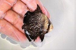 アトランティックスペードフイッシュ　ベビー　【カリブ海産】　※6センチ程度　※6/7入荷　可愛いサイズが入荷しました