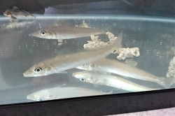 シロギス幼魚【日本海ハンドコート】※10～15センチ程度　※7/2出品　水槽で1ヶ月飼育し各種人工飼料に慣れた個体です