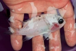※レア　参考出品　スズメダイ白変個体　【京都府日本海産】　
