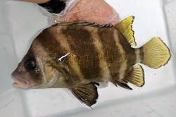 セトダイ　超特大　【瀬戸内海産仕入れ個体】25センチ程度　※1/10入荷　K様ご売約