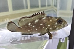 SOLDOUT ※レア　スタ-リーグルーパー幼魚【ニカラグア産】　※8センチ程度　※8/12入荷