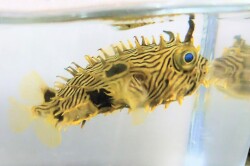 SOLDOUT　ストライプドバールフイッシュ幼魚【カリブ海産】※9センチ程度　※3/9入荷